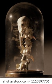 A Mystical Skeleton In A Glass Dome