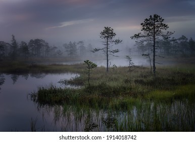Mystical swamp with pine trees with a reflection in the water on a foggy morning.