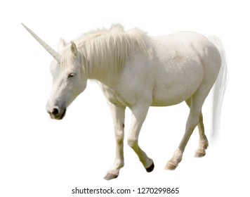 Mystical unicorns created by me for you, from real horses, in Photoshop.