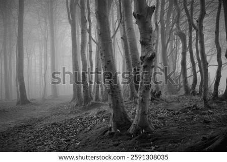  mystical woods with bare tree trunks in the fog in black and white as haunted forest concept