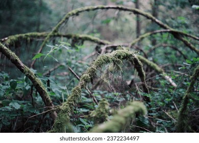 mystify moss at a old tree