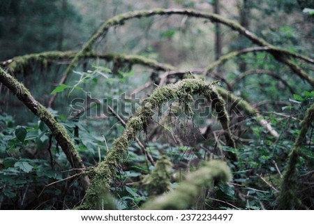 mystify moss at a old tree