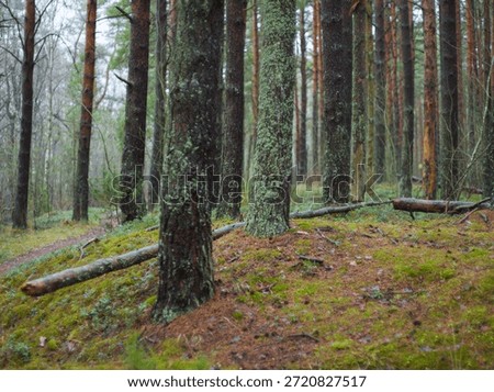 Mystique code forest in autumn