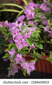 Mysuru, Karnataka, India-July 20 2022; A Close Up Picture Of Bougainvillea Spectabilis Flowers In Pink Color Against A Shallow Depth Of Field In A Home Garden In India.
