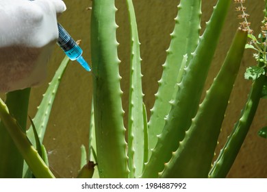 Mysuru,Karnataka,India-June 2 2021; An Aloe Vera Plant Stem Is Being Injected With Plant Resistance Activators Into The Xylem Tissue To Protect It From Pests.
