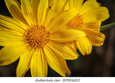 Mysuru,Karnataka,India-September 8 2021;A Close Up Picture Of Helianthus Annuus Or Common Sunflower In Bright Yellow Used As An Ingredient In Extraction Of Edible Oil Industry In India.
