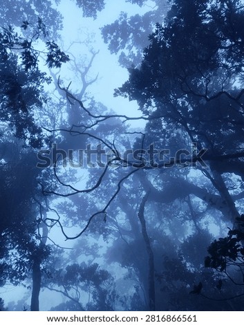 the mythic mist in forest