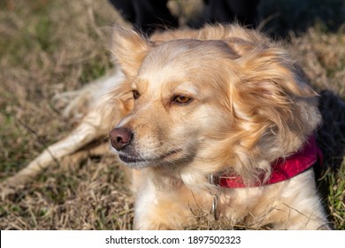 Mythical Pet Dog Crosses Between Various Dog Breeds Europe