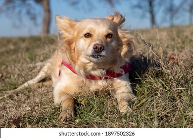 Mythical Pet Dog Crosses Between Various Dog Breeds Europe