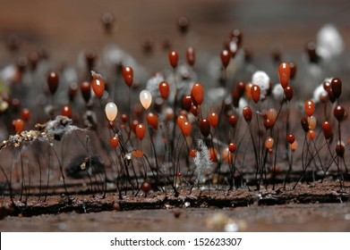 Myxomycota - Slime Mold Fungus