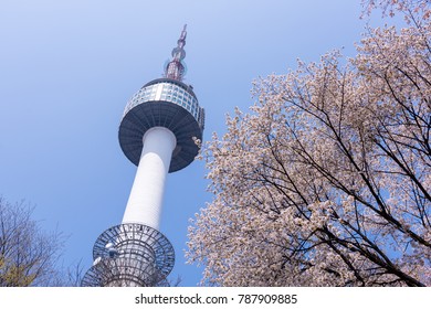 N Seoul Tower Spring Cherry Blossom Stock Photo 787909885 | Shutterstock