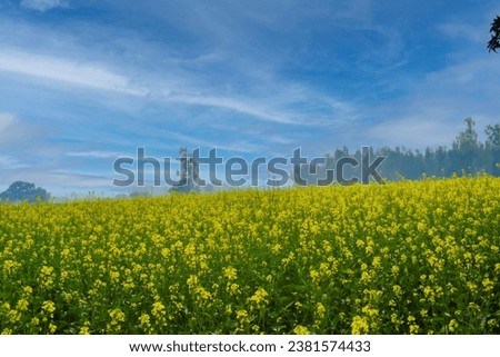 n this captivating photograph, a vast expanse of yellow flowers stretches as far as the eye can see, painting the landscape with the brilliance of nature's own sunshine, evoking a sense of boundless b