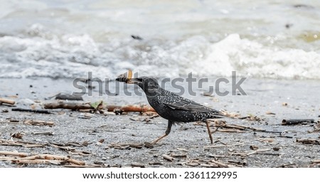 n this captivating snapshot, a starling gracefully strolls along the riverbank, its small talons gingerly treading on the soft riverbed. The bird's ebony plumage shimmers in the dappled sunlight