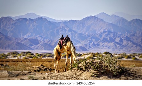 NABQ Protected Area  Located In The Egypt,