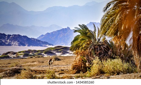 NABQ Protected Area  Located In The Egypt,