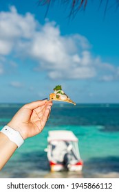 Nacho With Shrimp 