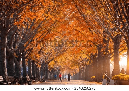 Naejangsan national park , Autumn in Korea and maple tree in the park, South Korea.
