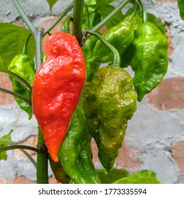Hottest Chilli Images Stock Photos Vectors Shutterstock Leave a reply cancel reply. https www shutterstock com image photo naga king chilli world hottest found 1773335594