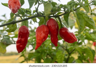 Naga Morich extremely Hot Pepper

