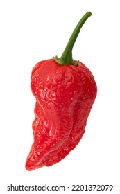 Naga Viper pepper isolated. Extremely hot capsicum chinense x c. frutescens hybrid fruit - Shutterstock ID 2201372079