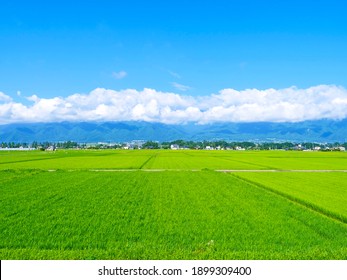 Nagano Prefecture, Japan: View of rice field in the countryside  northern part of Japan in early summer