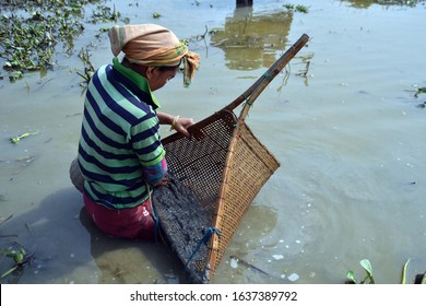 Nagaon, Assam / India- Feb 06 2020 : A Tribal Woman Busy In Fishing With Traditional Fishing Tool Near Raha In Nagaon District Of Assam,India .