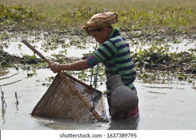 Nagaon, Assam / India- Feb 06 2020 : A Tribal Woman Busy In Fishing With Traditional Fishing Tool Near Raha In Nagaon District Of Assam,India .