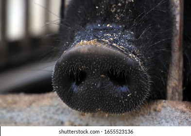 Nagaon, Assam / India - February 25 2020 : Pigs Inside Iron Cage At Piggery In Bharaguri Village Of Nagaon District In Assam, India