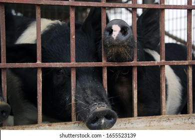 Nagaon, Assam / India - February 25 2020 : Pigs Inside Iron Cage At Piggery In Bharaguri Village Of Nagaon District In Assam, India