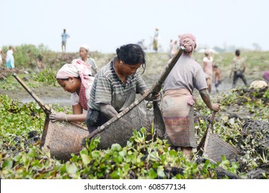 Nagaon, India, 26/03/2017: Tribal Women Busy In Catching Fishes During Community Fishing In A Village Of Nagaon District Of Assam, India.