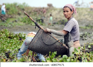 Nagaon, India: 26/03/2017: Tribal Women Busy In Community Fishing At Village In Nagaon District Of Assam, India.