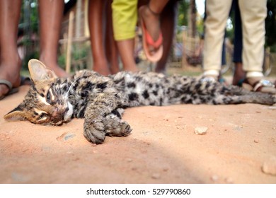 NAGAON,INDIA, DEC 04, 2016: A Leopard Cat Cub Lying Dead In Majpathori Village In Nagaon District Of Assam , India.