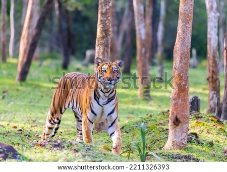 Nagarahole tiger reserve forest, Kabini, Karnataka, India. Asian Tiger, tigress, Russel line tigress, Kabini backwaters. Elephant, wild dog hunting, world animal day, save earth save animals.