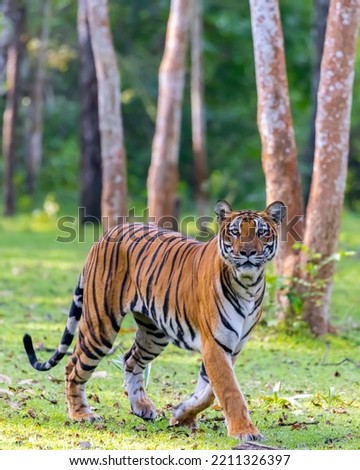 Nagarahole tiger reserve forest, Kabini, Karnataka, India. Asian Tiger, tigress, Russel line tigress, Kabini backwaters. Elephant, wild dog hunting, world animal day, save earth save animals.