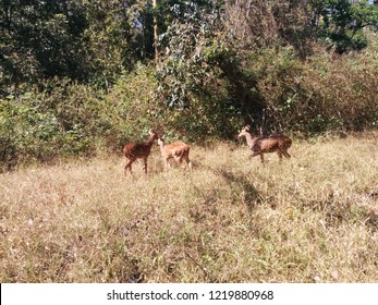 Nagarhole National Park 