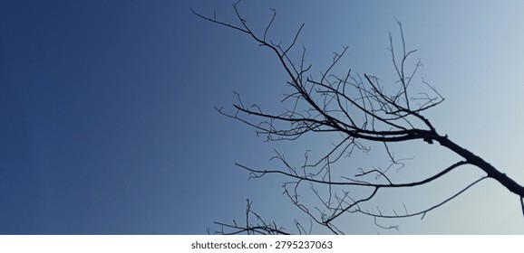 Nagging silhouettes or dry, leafless tree branches rising toward a clear blue sky