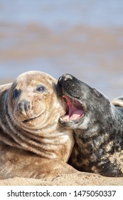 Nagging Wife Or Henpecked Husband. Seal Girlfriend Giving An Ear Bashing To Its Male Partner. Funny Animal Relationship Meme Image. Close-up Of Two Beautiful Seals From The Horsey Colony UK