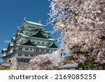 Nagoya Castle and white sakura or cherry tree blossom with blue sky in spring season, Japan. Famous travel landmark or Holiday maker destination in Aichi, Chubu