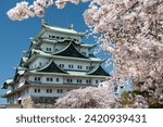 Nagoya Castle with white sakura or cherry tree foliage blossom and blue sky in spring, Japan. Famous travel landmark or Holiday maker destination in Aichi, Chubu