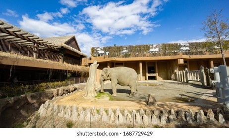 Nagoya, Japan - February 20, 2019: Elephant In Higashiyama Zoo And Botanical Gardens 