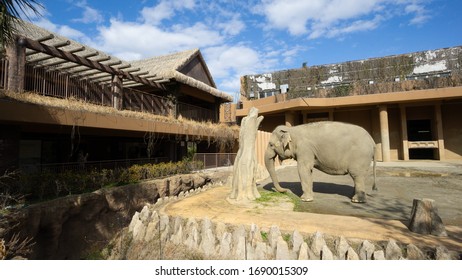 Nagoya, Japan - February 20, 2019: Elephant In Higashiyama Zoo And Botanical Gardens 