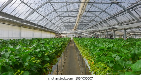 Nagoya, Japan - Mar 16, 2018. Strawberry Plants And Fruits At Greenhouse Plantation In Spring.