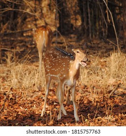 NAGPUR, 28 July 2019 : Spotted Dear