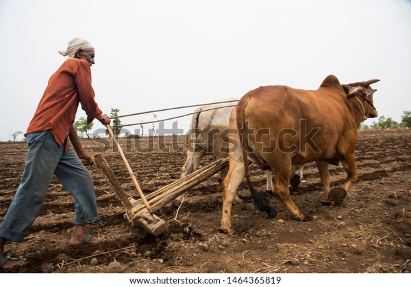 NAGPUR, MAHARASHTRA, INDIA 23 JUNE 2019 : Farmer\'s\
are plowing field in traditional way where a plow with pair of\
oxen, farmer using oxen for working in the field, An Indian farming\
scene.