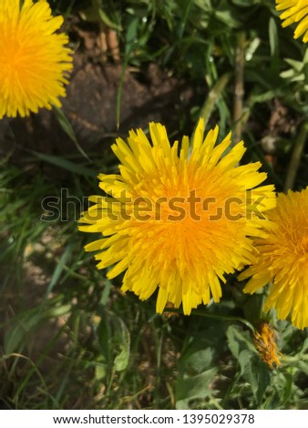 Similar – Image, Stock Photo Gelbe Blume auf grüner Wiese