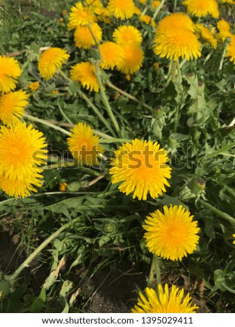 Similar – Image, Stock Photo Gelbe Blume auf grüner Wiese