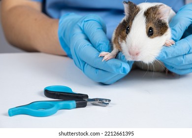 Nail Clippers For Rodents And Guinea Pig On A White Background.