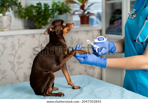 Nail clipping of a dog by\
a veterinarian in uniform, veterinary clinic, care for small breeds\
of dogs.