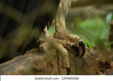 Nails Of White Bellied Sea Eagle