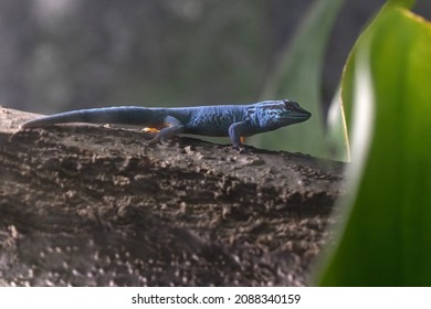 Nain De William Blue Gecko Close Up Portrait